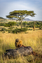 Male Lion (Panthera Leo) Eats Buffalo As Giraffe (Giraffa Camelopardalis Tippelskirchii) Watches, Serengeti; Tanzania