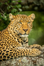 Close-up Of Leopard (Panthera Pardus) On Branch Facing Right, Cottar's 1920s Safari Camp, Maasai Mara National Reserve; Kenya