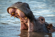 Close-up Of Hippo (Hippopotamus Amphibius) Opening Mouth In River, Grumeti Serengeti Tented Camp, Serengeti National Park; Tanzania