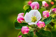 © Designpics - Close-up of apple blossoms on a tree; Calgary, Alberta, Canada