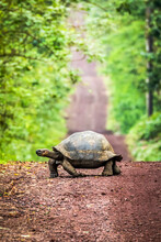 Galapagos Giant Tortoise Crosses Straight Dirt Road