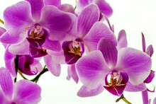 Close-up Of Colourful Orchid With Pink Petals; Studio