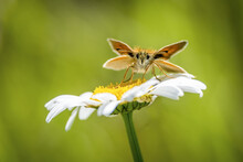 Essex Skipper Butterfly Perched On A Daisy