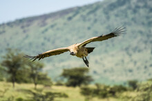 African White-backed Vulture (Gyps Africanus) Gliding Over The Savanna; Tanzania