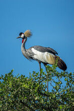 Portrait Of Grey Crowned Crane (Balearica Regulorum) Perched On Top Of A Bush Against The Blue Sky; Tanzania