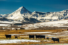 Cattle Grazing In A Rolling Field With Snow-covered Mountain Range In The Background With Blue Sky, North Of Waterton; Alberta, Canada