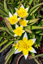 Close Up Of White And Yellow Star Shaped Tulips (Tulipa Tarda) With Rain Droplets In A Garden; Alberta, Canada