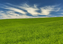 Green Grain Field With Wispy White Clouds And Blue Sky; East Of Calgary, Alberta, Canada