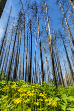 Burned Standing Trees Reaching High With Blossoming Yellow Wildflowers Growing Below With Blue Sky; Waterton, Alberta, Canada