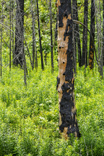 Close Up Of Burned Standing Trees In Lush Green Undergrowth In Waterton Lakes National Park; Waterton, Alberta, Canada