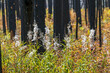 © Designpics - Fireweed plants with seed pods backlit amongst burned tree trunks, Waterton Lakes National Park; Waterton, Alberta, Canada