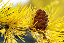 Close Up Of Larch Cone With Bright Yellow Needles In The Fall Season; Calgary, Alberta, Canad