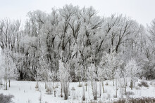 Heavily Frosted Trees In A Grouping; Calgary, Alberta, Canada