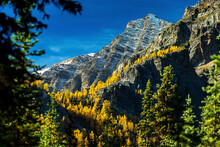 Glowing Yellow Larch Trees On A Rugged Mountainside
