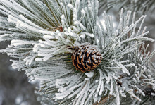 Close-up Of Ice Frosted Pine Cone And Pine Needles; Calgary, Alberta, Canada