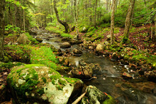 Scenic View Of A Rocky Stream And Forest.; Acadia National Park, Mount Desert Island, Maine.