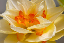 Close Up Of A Daffodil Cultivar, Narcissus Species, In Springtime.; Boylston, Massachusetts.