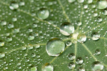 Water Drops On A Nasturtium Leaf.; Wellesley, Massachusetts.