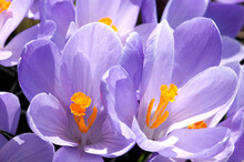 Close Up Of Purple Crocus Flowers With Orange Pistil And Stamens.; Arlington, Massachusetts.