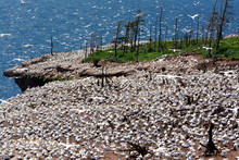 A Large Breeding Colony Of Northern Gannets On Bonaventure Island.; Ile Bonaventure Et Du Rocher-Perce National Park, Bonaventure Island, Gaspe Peninsula, Quebec, Canada.