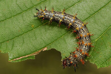 A Question Mark Caterpillar (Polygonia Interrogationis) On An Elm Leaf; Westford, Massachusetts