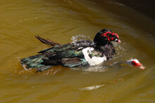 A Pair Of Mating Muscovy Ducks.; Roger Williams Park, Providence, Rhode Island.