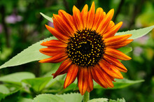 Close Up Of A Deep Orange Sunflower, Helianthus Annuus.; Lexington, Massachusetts.