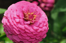 Close Up Of A Pink Zinnia Flower, Zinnia Species.; Brewster, Massachusetts.
