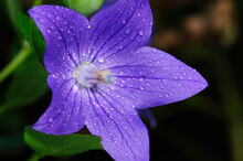 A Purple Balloon Flower Covered In Water Drops.; Beverly, Massachusetts.
