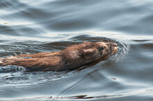 A Muskrat, Ondatra Zibethicus, Swimming In A Swamp.; Great Meadows National Wildlife Refuge, Concord, Massachusetts.