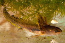 Portrait Of A Larval Salamander, Or Mudpuppy.; Estabrook Woods, Concord, Massachusetts.