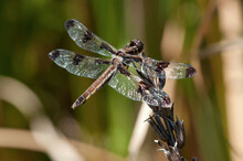 Portrait Of A Twelve Spotted Skimmer Dragonfly, Libellula Pulchella, Perching On A Flower Stalk.; Estabrook Woods, Concord, Massachusetts.