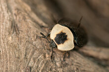 An American Carrion Beetle Walking On An Exposed Tree Root.; Concord , Estabrook Woods , Massachusetts