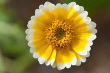 Close Up Of A Tiny Desert Wildflower.; Wellesley, Massachusetts.