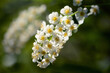 © Designpics - Close up of spirea flowers.; Parker River National Wildlife Refuge, Plum Island, Massachusetts.