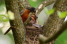 A Male American Robin, Turdus Migratorius, Feeding His Chicks In The Nest.; Cambridge, Massachusetts.
