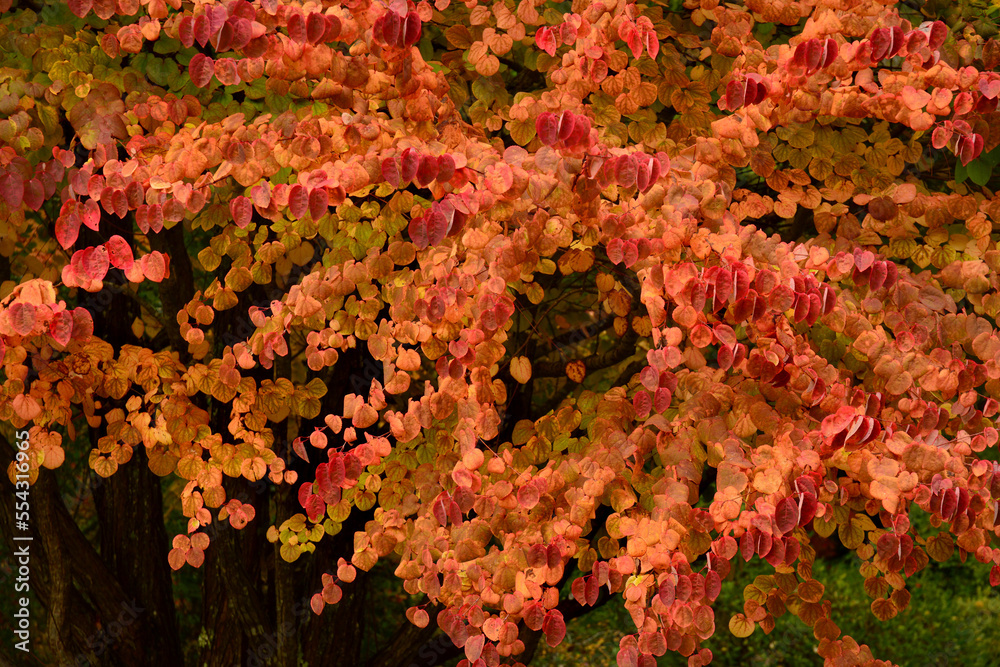 Fall view of leaves changing color on a Katsura tree.; Northeast Harbor ...