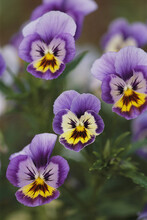 Close View Of Pansy Blossoms.; Massachusetts.