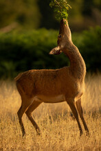Female Red Deer (Cervus Elaphus) Stands Browsing From Tree; England