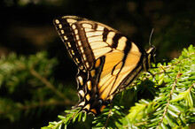 Portrait Of A Tiger Swallowtail Butterfly Perched On A Fir Branch.; Great Smoky Mountains National Park, Tennessee.