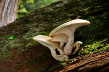 Oyster Mushrooms, Pleurotus Species, Growing On Moss-covered Log.; Estabrook Woods, Concord, Massachusetts.