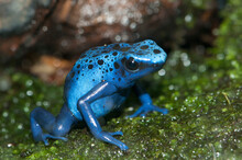 Close Up Portrait Of A Blue Poison Dart Frog, Dendrobates Azureus, Native To Brazil And Suriname.; Atlanta Botanical Garden, Atlanta, Georgia.
