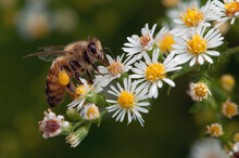 Close Up Portrait Of A Honey Bee, Apis Mellifera, Drinking Nectar From A White Aster Flower, Symphyotrichum Ericoides.; Great Meadows National Wildlife Reserve, Sudbury, Massachusetts.