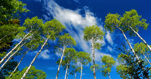 Low Angle Of Tall Trees Against A Blue Sky With Clouds; Calgary, Alberta, Canada