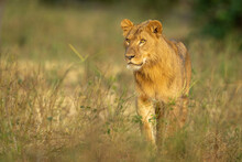 Young Male Lion (Panthera Leo) Stands Staring In Clearing; Kenya