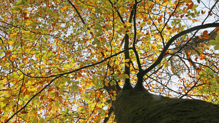 Poster - Looking up Beech trees in Autumn	