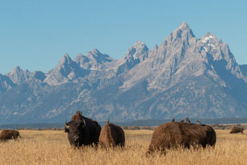 Poster - Bison in Grand Teton National Park Wyoming in Autumn