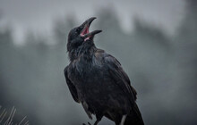 Alaska Raven Calling Into The Wilds Of Alaska, USA