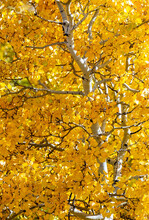 Close Up Of Glowing Yellow Leaves On A White Trunk Tree In The Fall; Calgary, Alberta, Canada