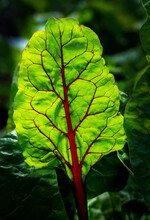Close Up Of A Glowing Swiss Chard Leave With Red Veins In A Garden; Calgary, Alberta, Canada